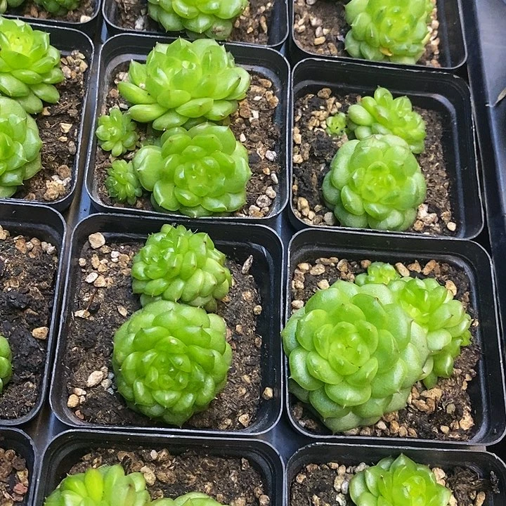 灯泡珍妮福利多多