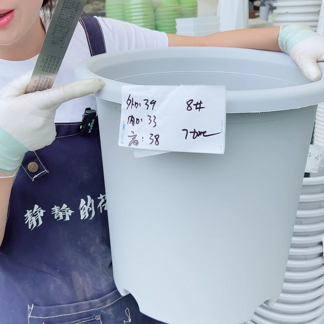 四季盆8#灰白5个无托