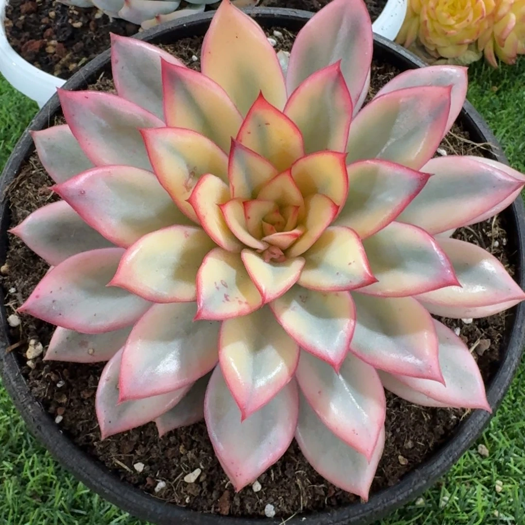 1274月光女神锦多肉植物