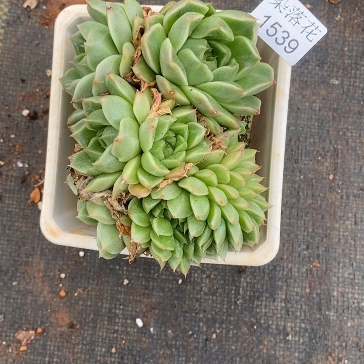 ***气精品多肉植物1539不包整散