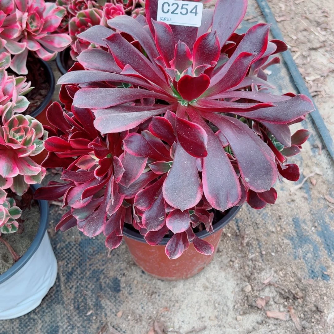 254金丝雀多肉植物法师多肉