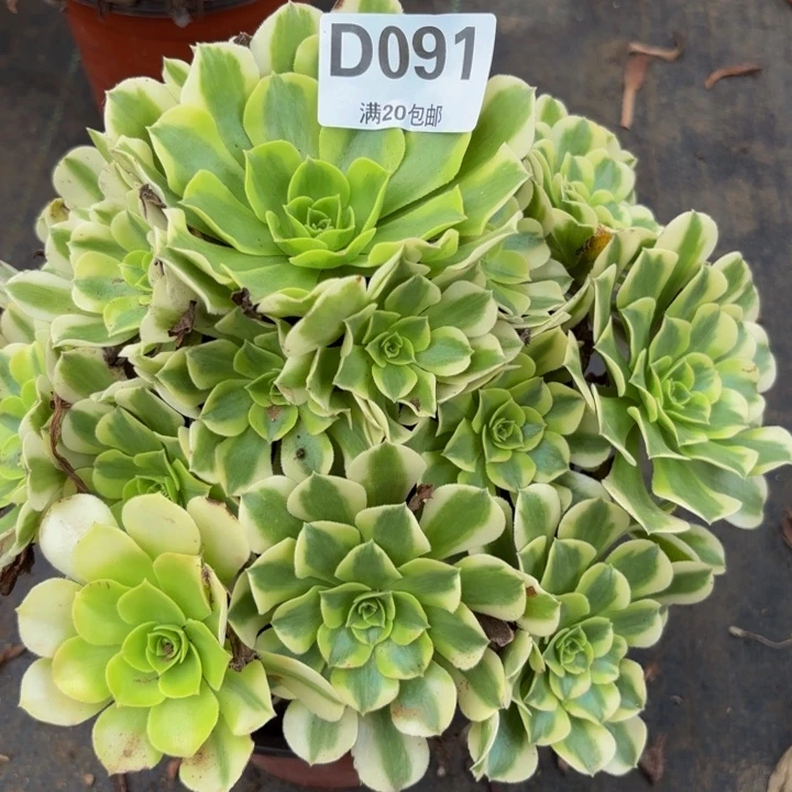 瑞妈多肉植物，091绿豆沙