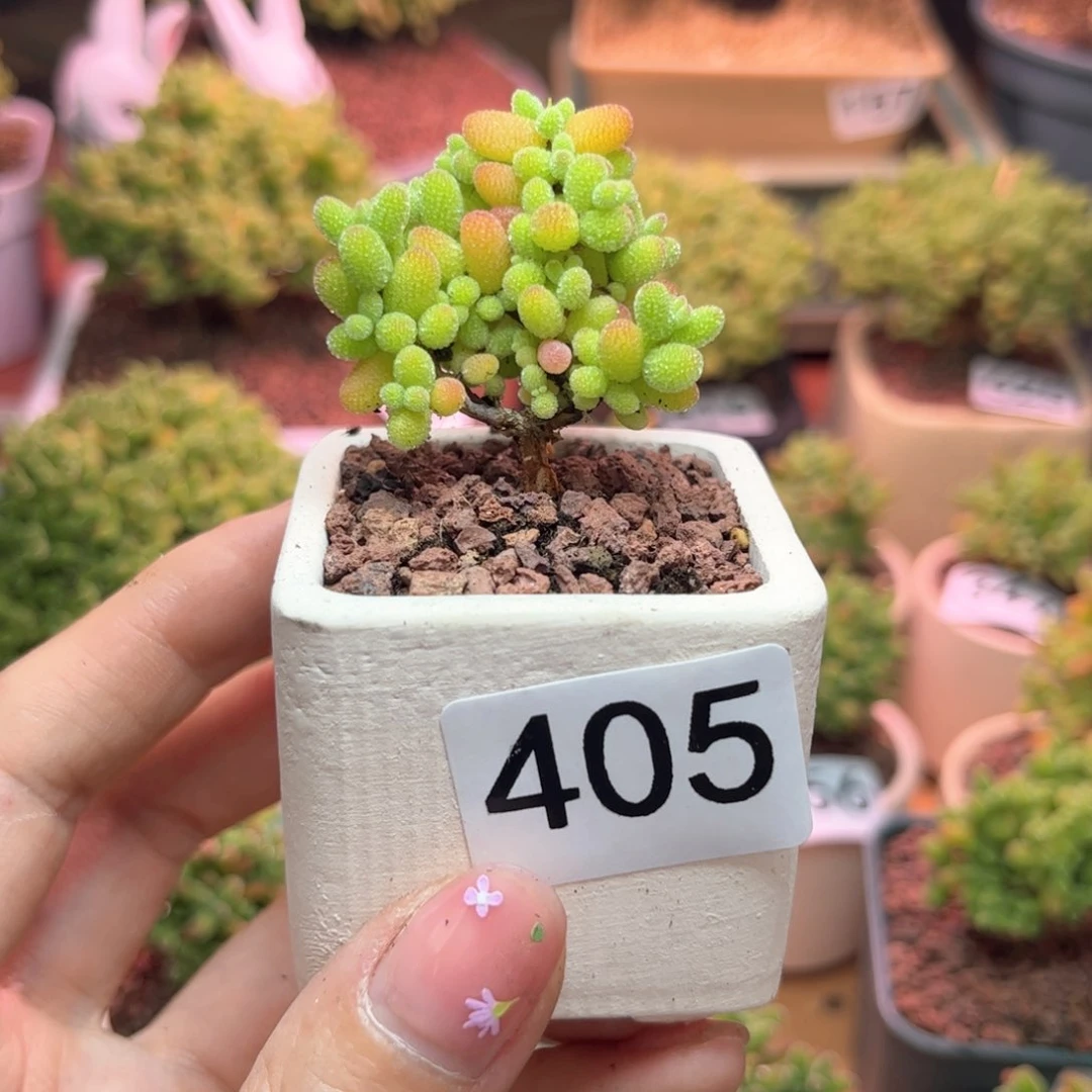 405金桔可爱多肉植物