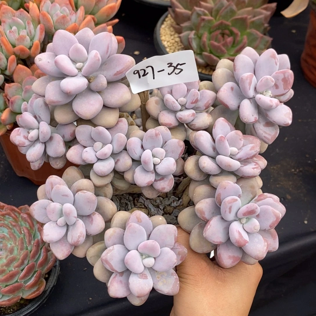 夏悦多肉927-35桃蛋