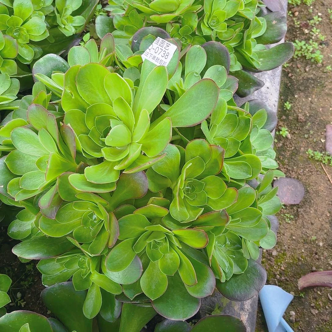 魅金多肉植物一号738