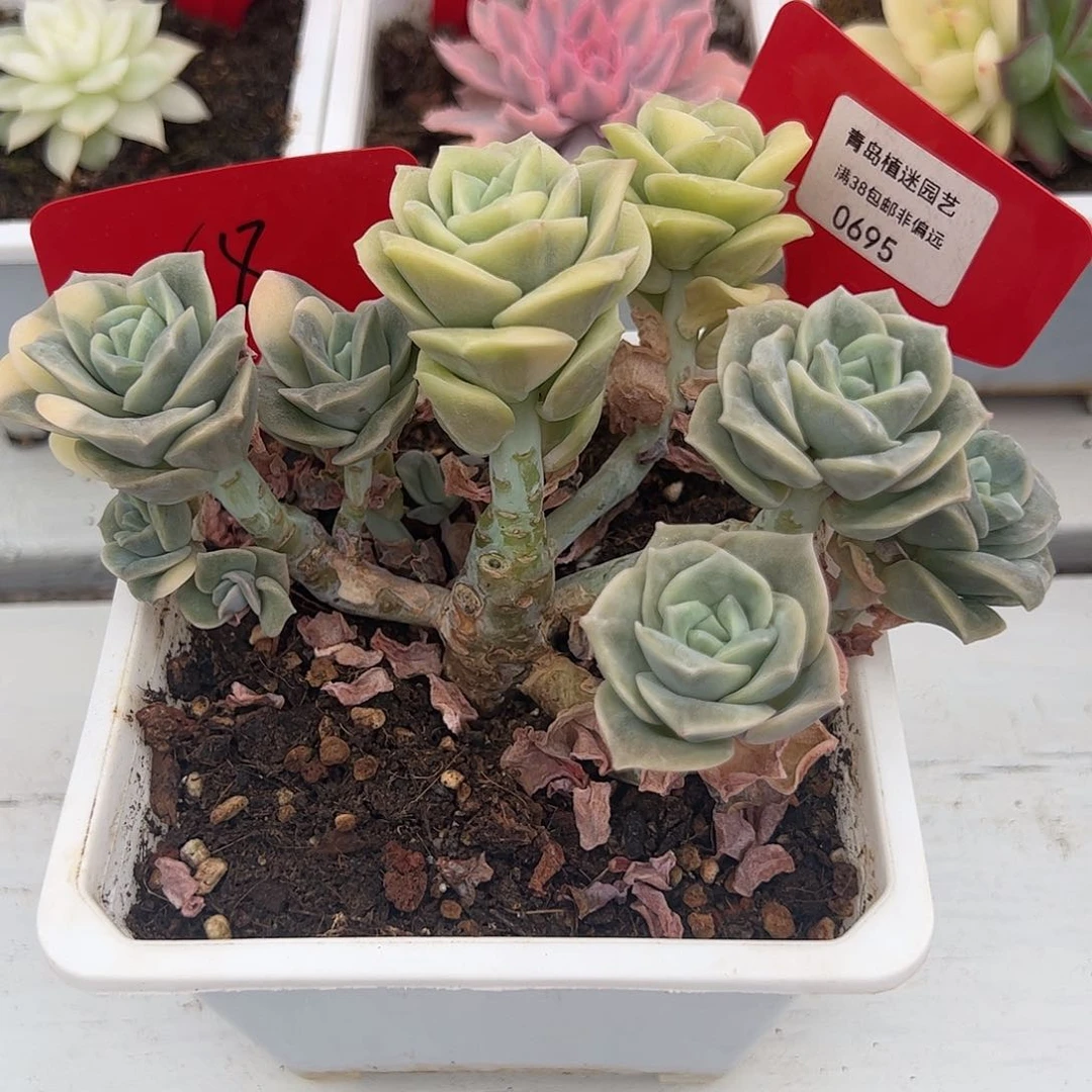 695号可爱玫瑰锦群