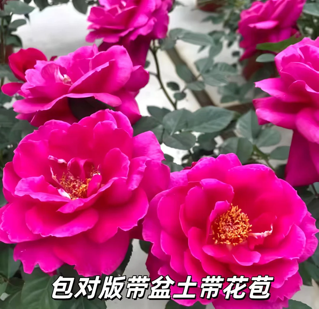 大富贵大花浓香抗病易养护月季盆栽适用于庭院阳台