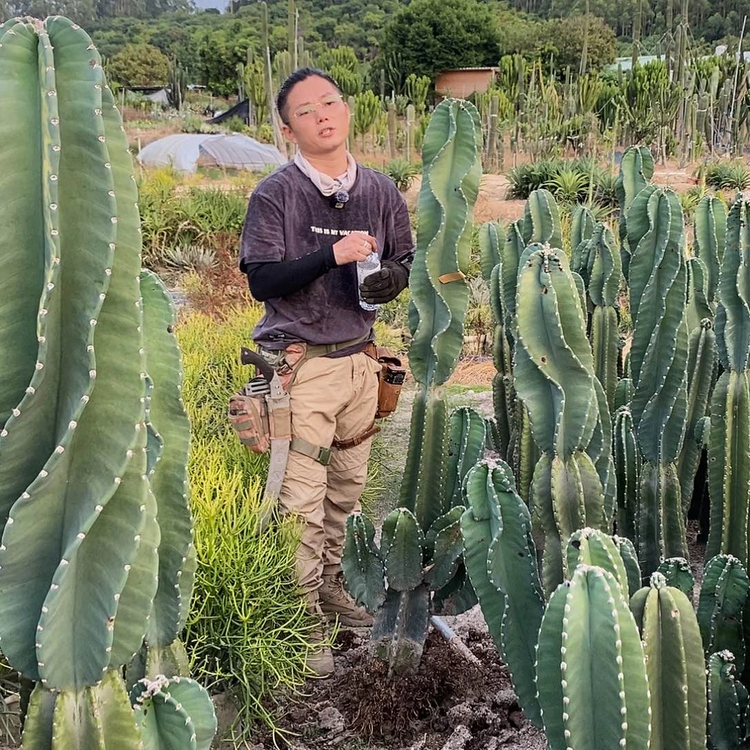17号秘鲁苹果一米五左右微瑕