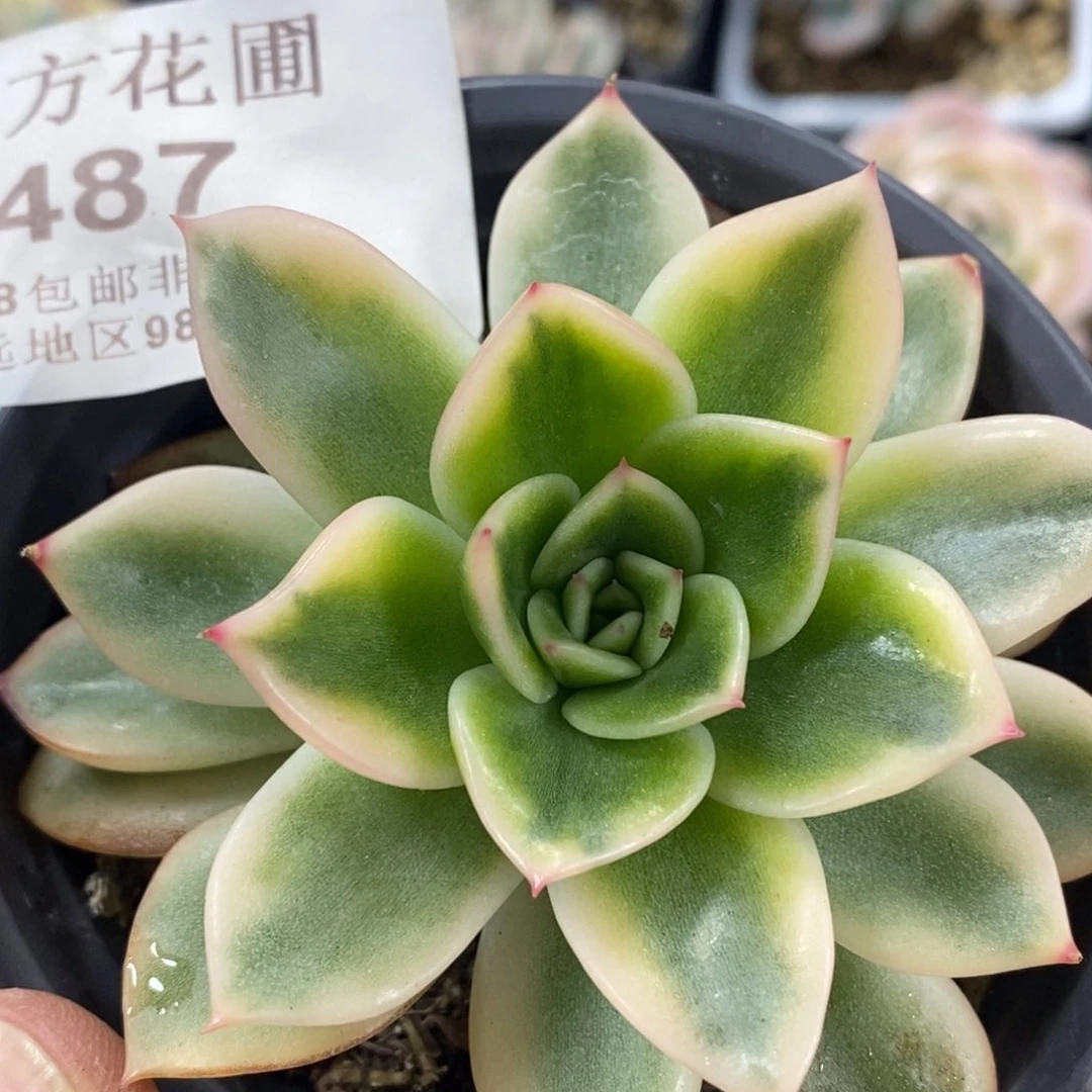 497黄金朱比利锦单头带根