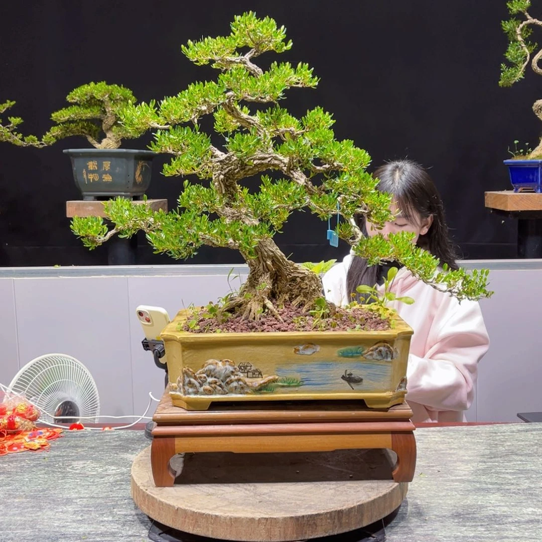 四季常青老桩黄杨盆景