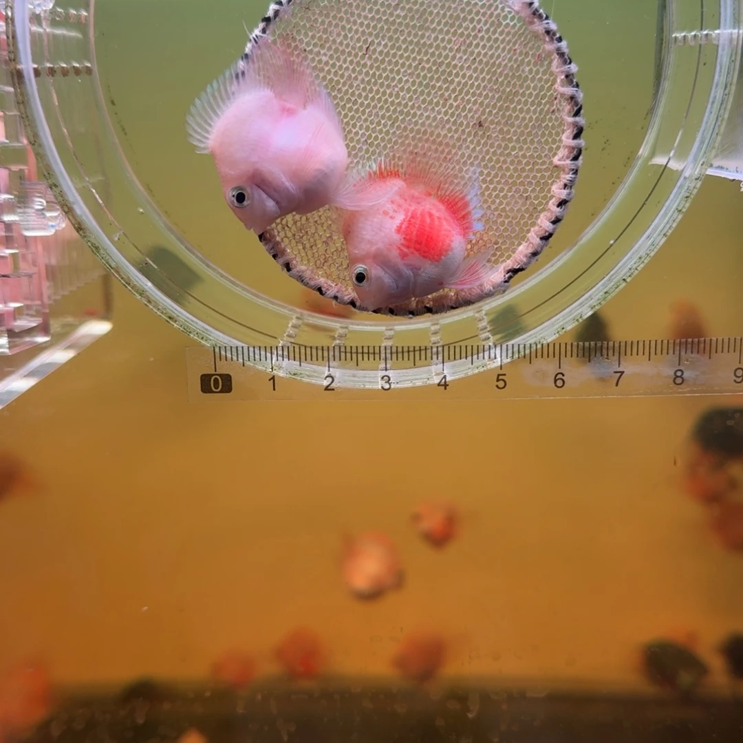 海水鱼胭脂粉一对