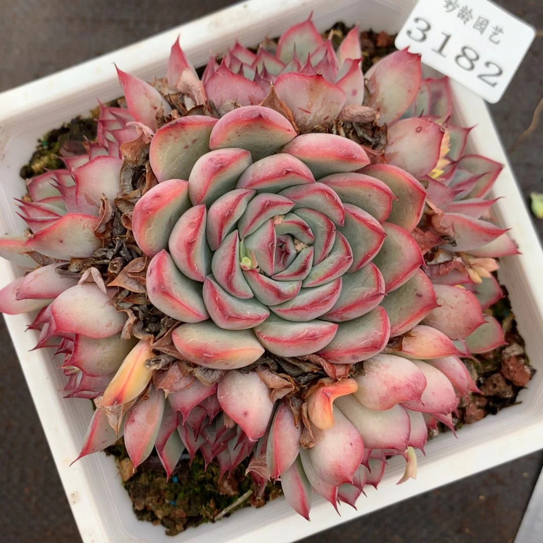 3182杂交多肉植物