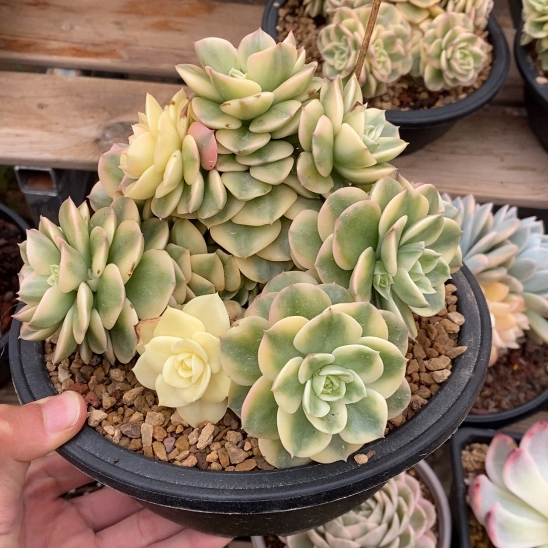 ?*?蜡牡丹锦多肉植物
