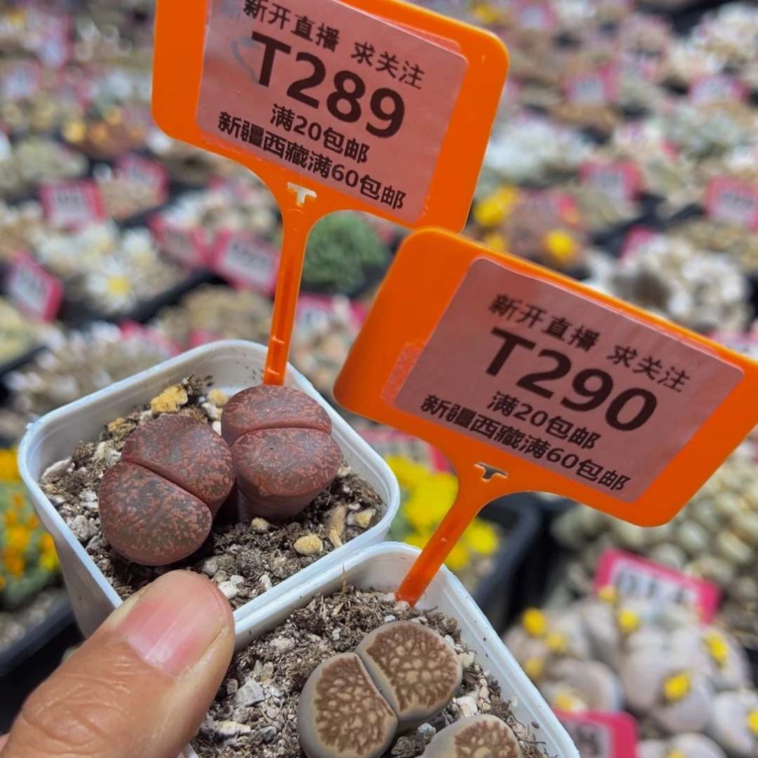 289.290 一物一拍，默认有伤，介意勿拍，不退不换