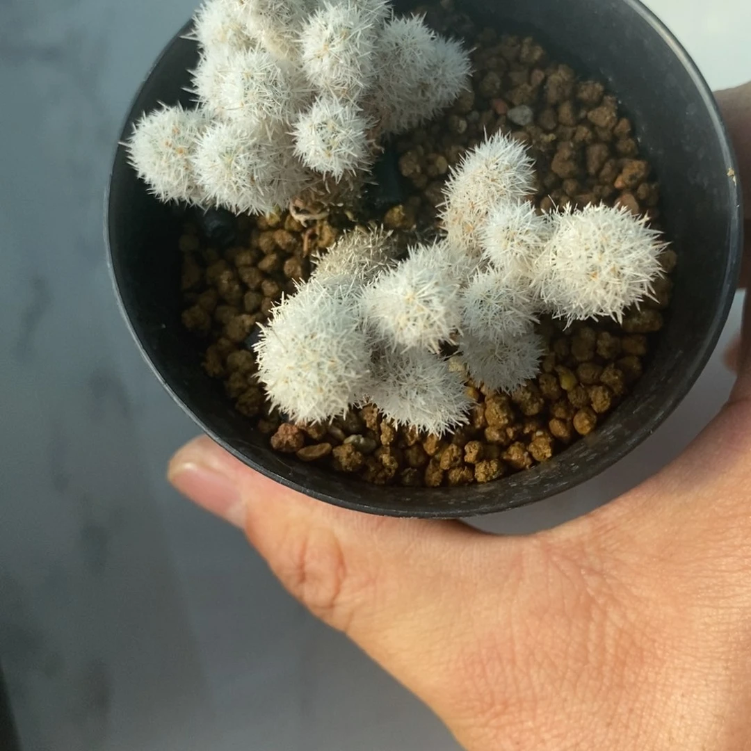 无刺仙人球开花了吗