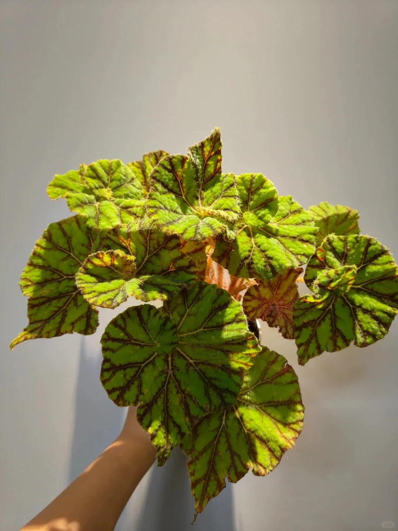 玲珑秋海棠室内网红盆栽观叶赏花好看好养花卉