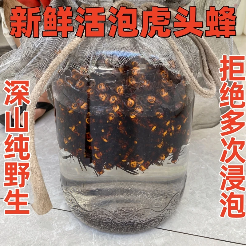 大山野生虎头蜂活泡黑尾 红娘中华虎头蜂