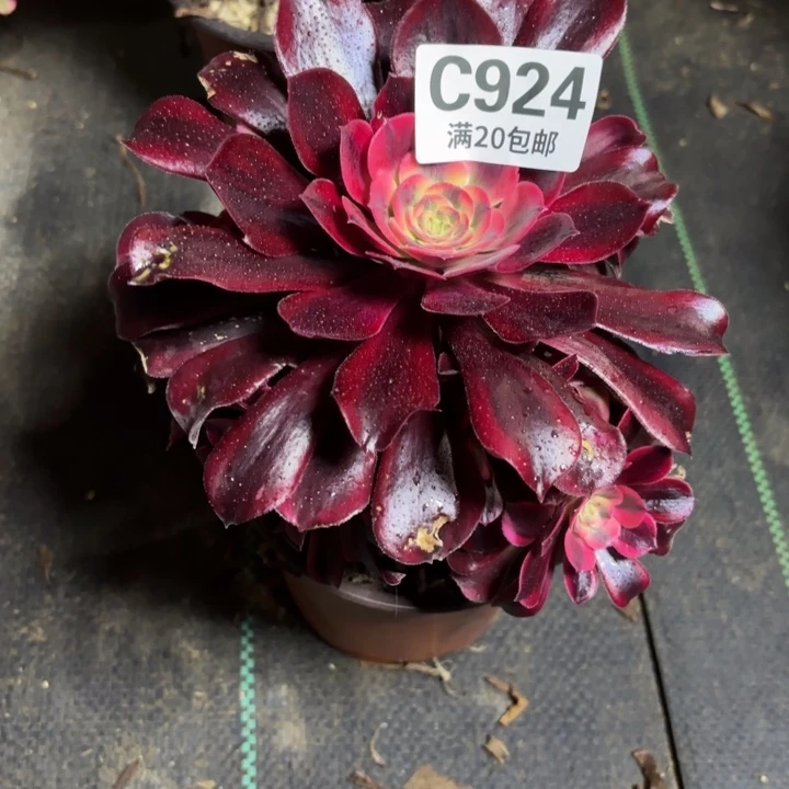 瑞妈一物一拍924