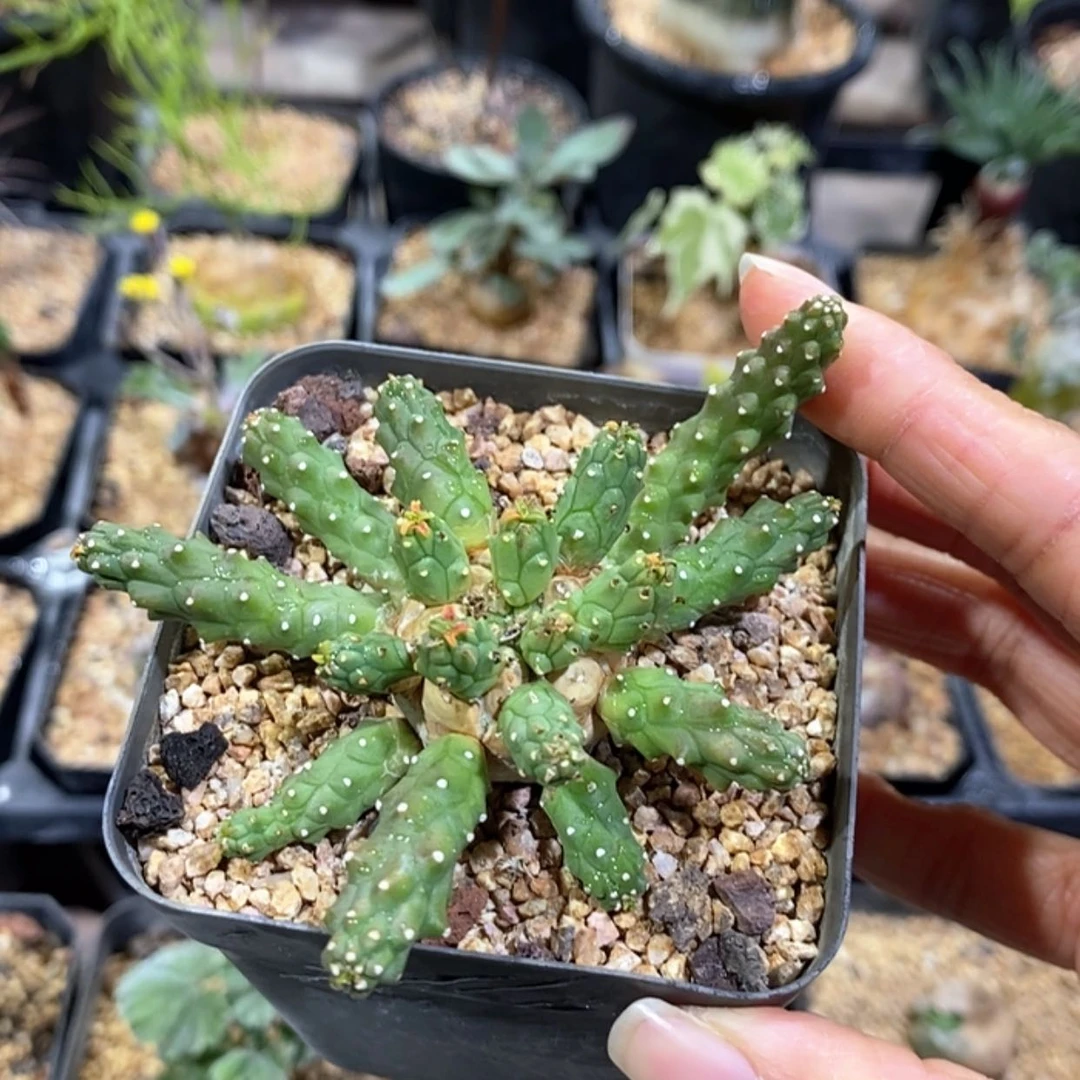 【闪购商品】九头龙大戟