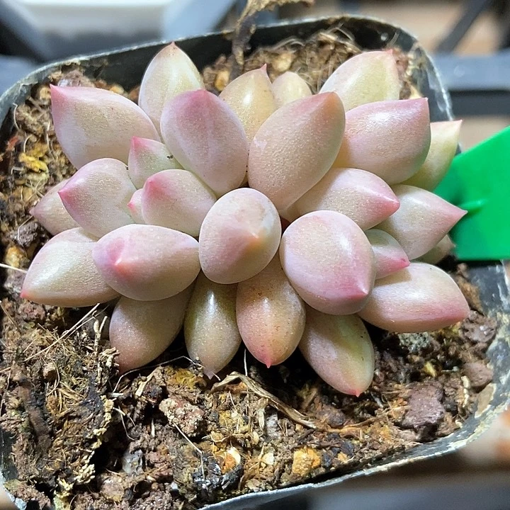 多肉植物水晶球2053