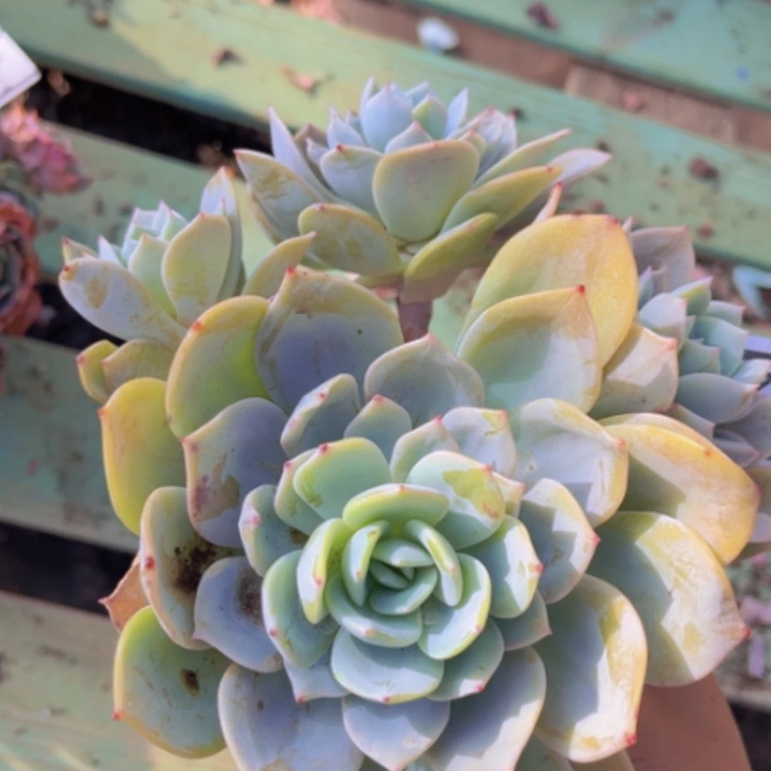 【闪购商品】凤橙处理18226