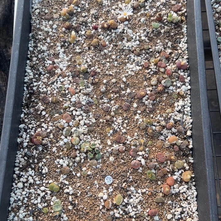 脱土发货639号111111111111111