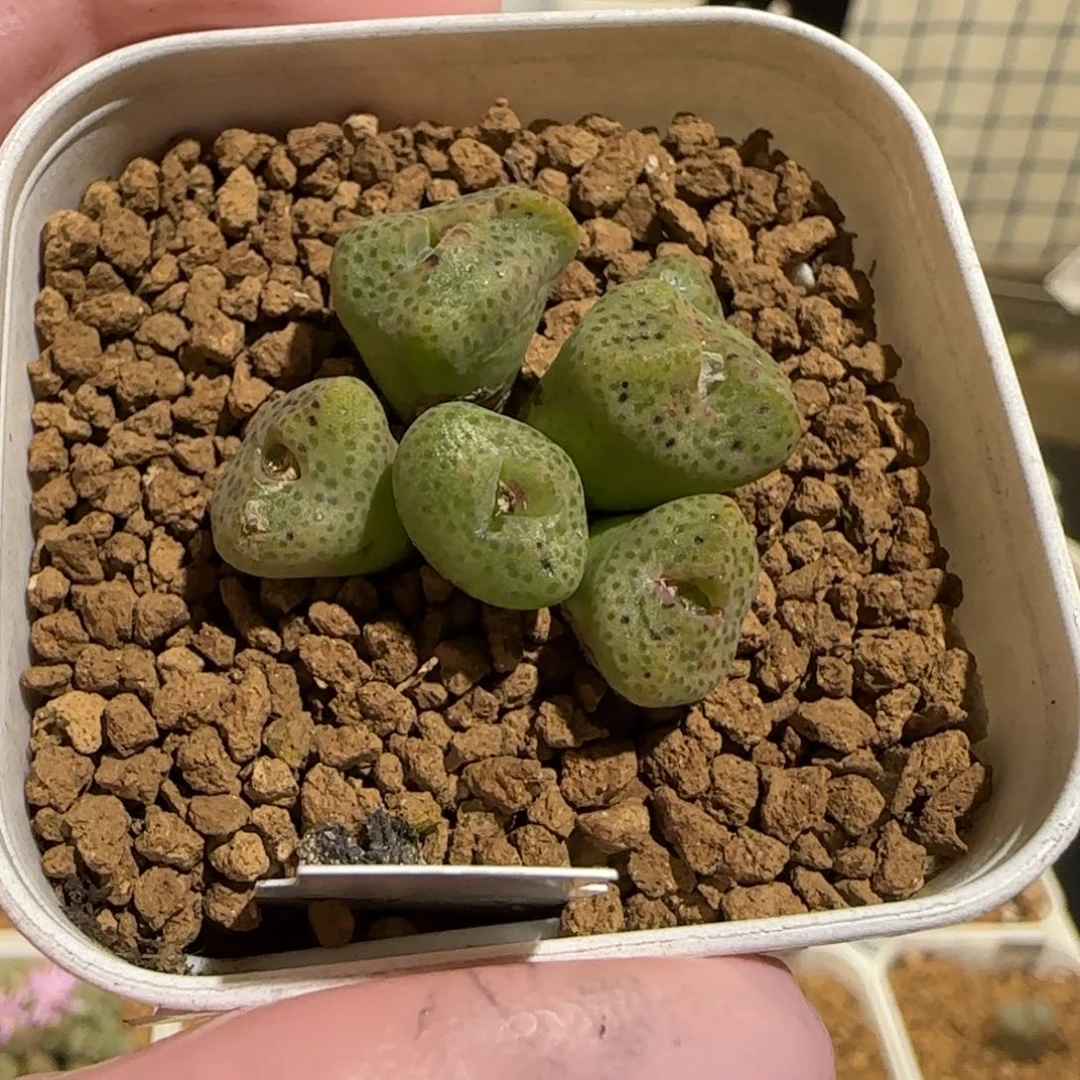 z****肉锥多肉植物组合-1574