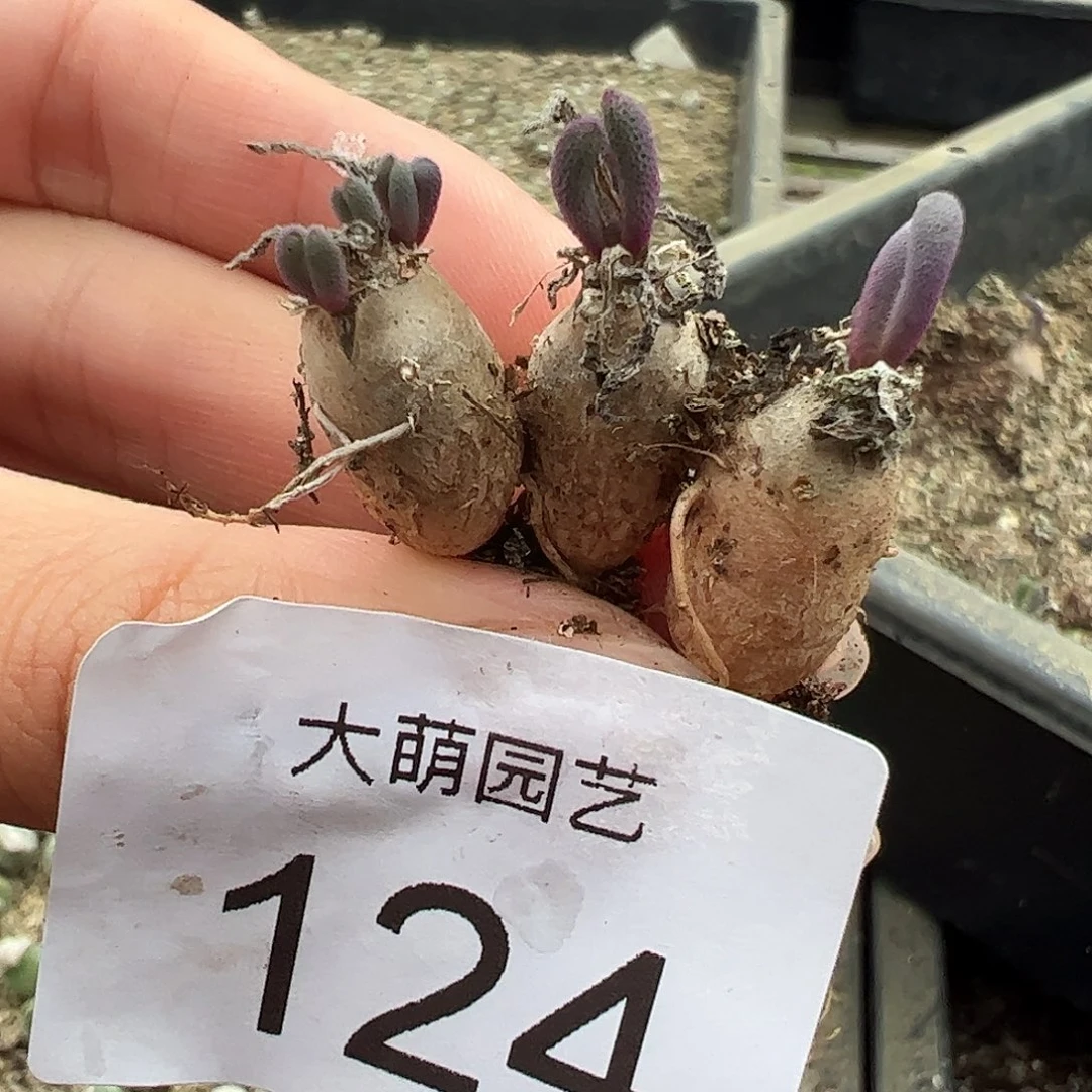 量拍以下1颗淡青霜。  124