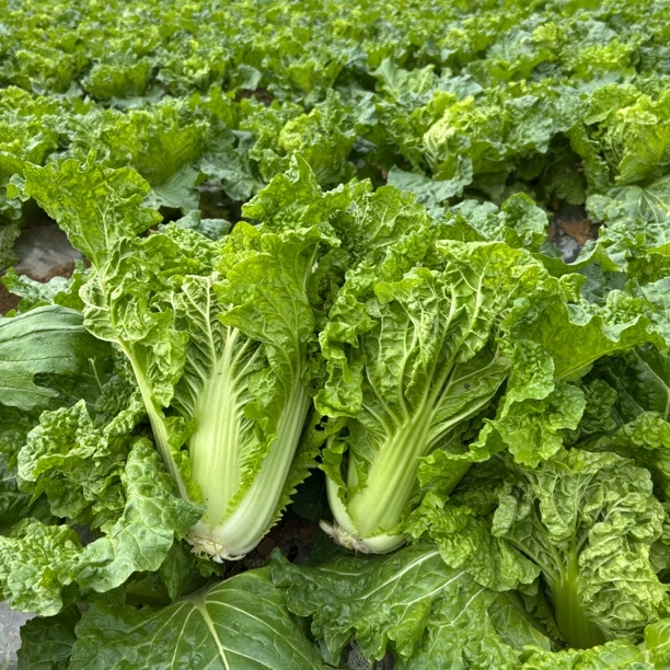贵州农家露天种植青麻叶白菜新鲜现砍现发时令蔬菜