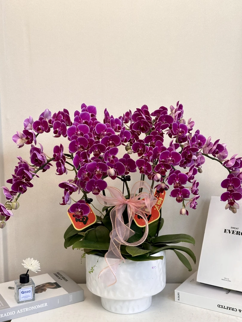 蝴蝶兰【红酒】真花送人送礼必备秋冬耐寒四季花卉开花多样性发货