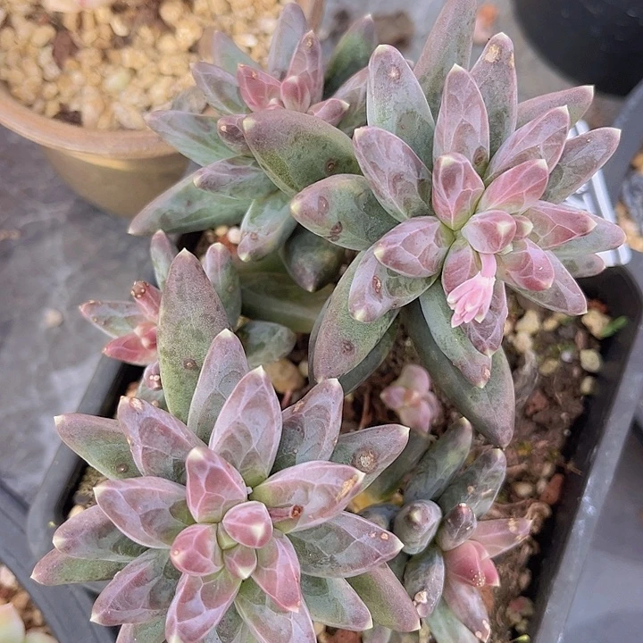 凤羽16158多肉植物