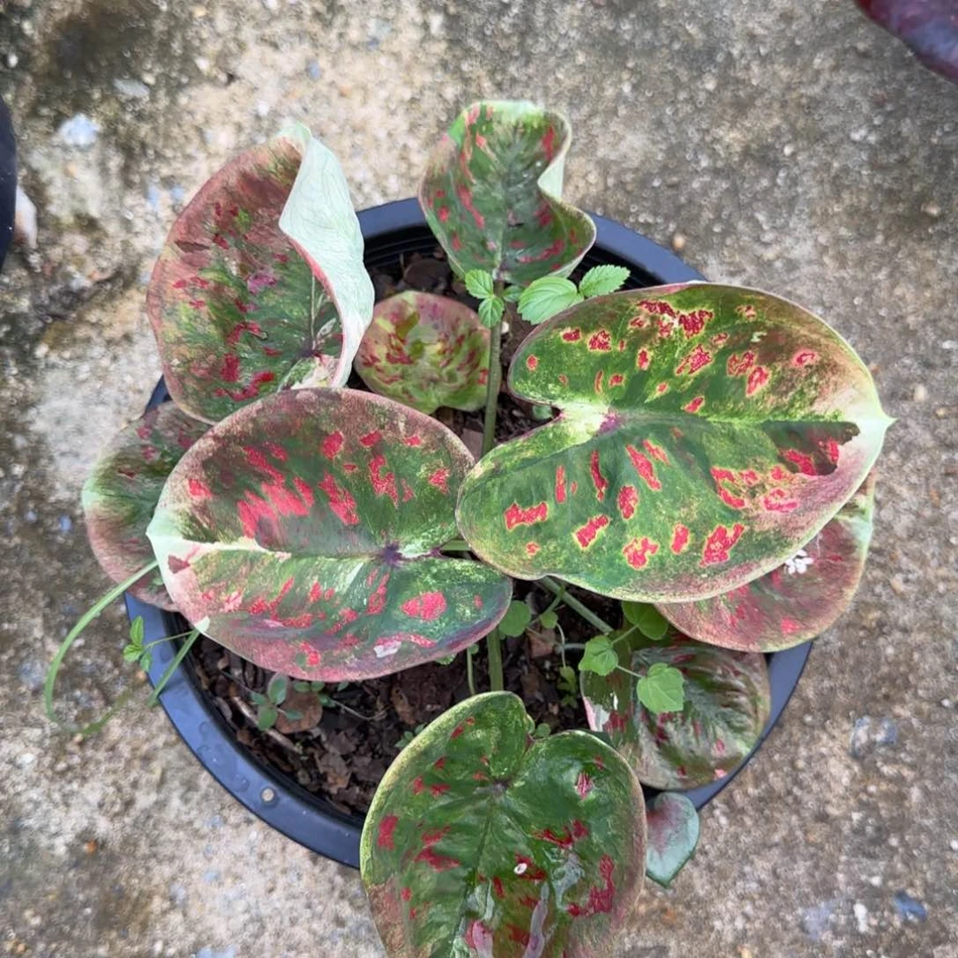 16-0925泰国发货抹茶红豆