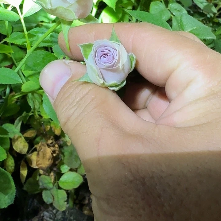 无花朵多头测试紫