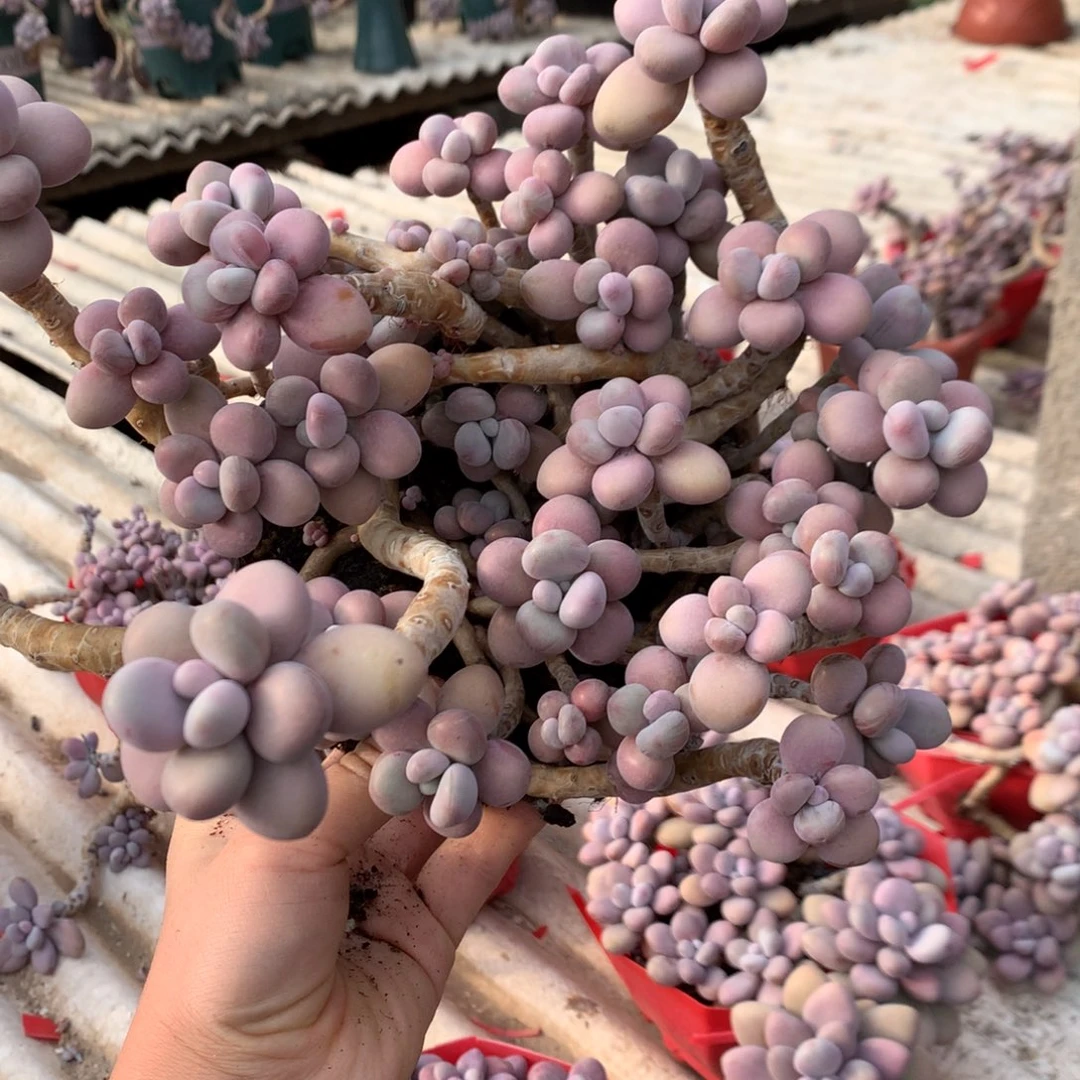 ****甜桃蛋老桩有瑕疵不售后26号