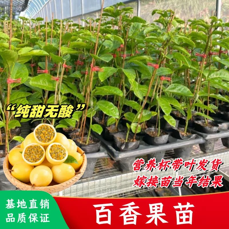 百香果树苗纯甜黄金9号百香果苗 紫香满天星四季爬藤种植当年结果