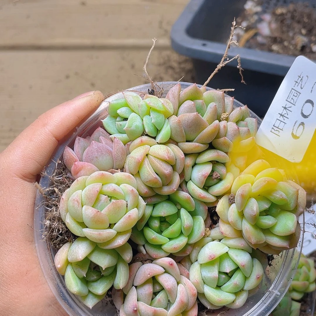 多肉植物多肉植物602