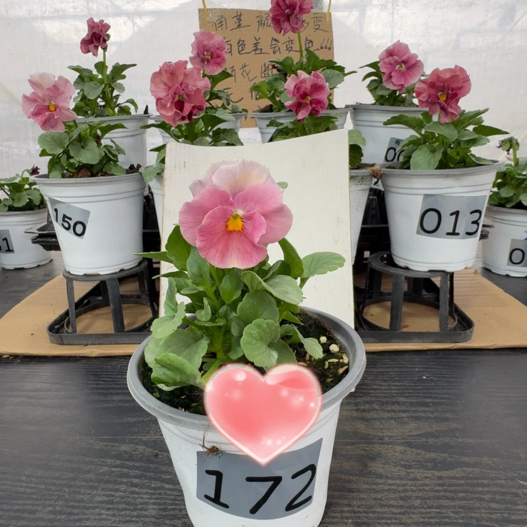 全部花朵172号天使花