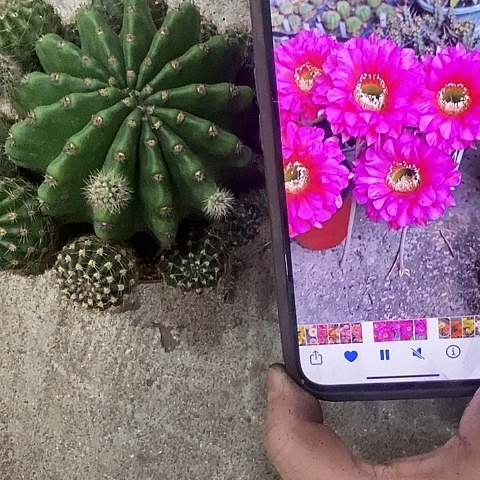 龙桃金仙人球，258900