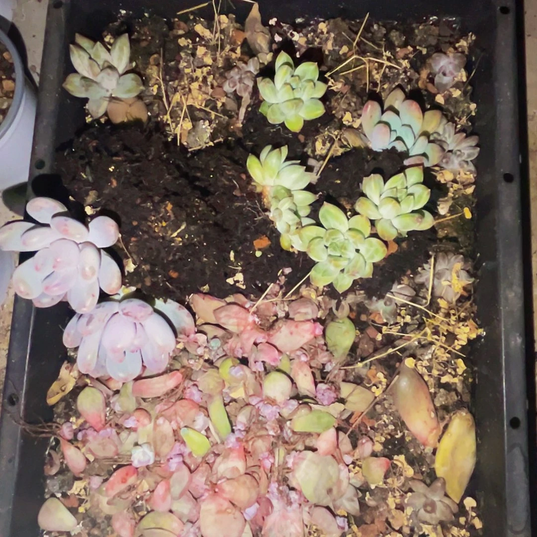 桔云多肉美人精品系列