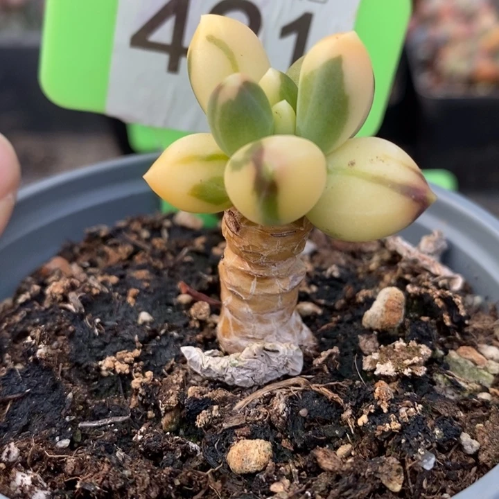 421号老韩货，千代田拉丝锦