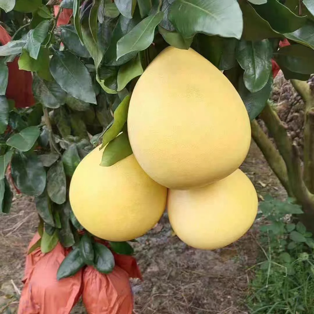 梅州三红柚品质优选