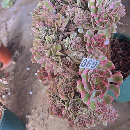 爱***正多肉植物一个女巫追
