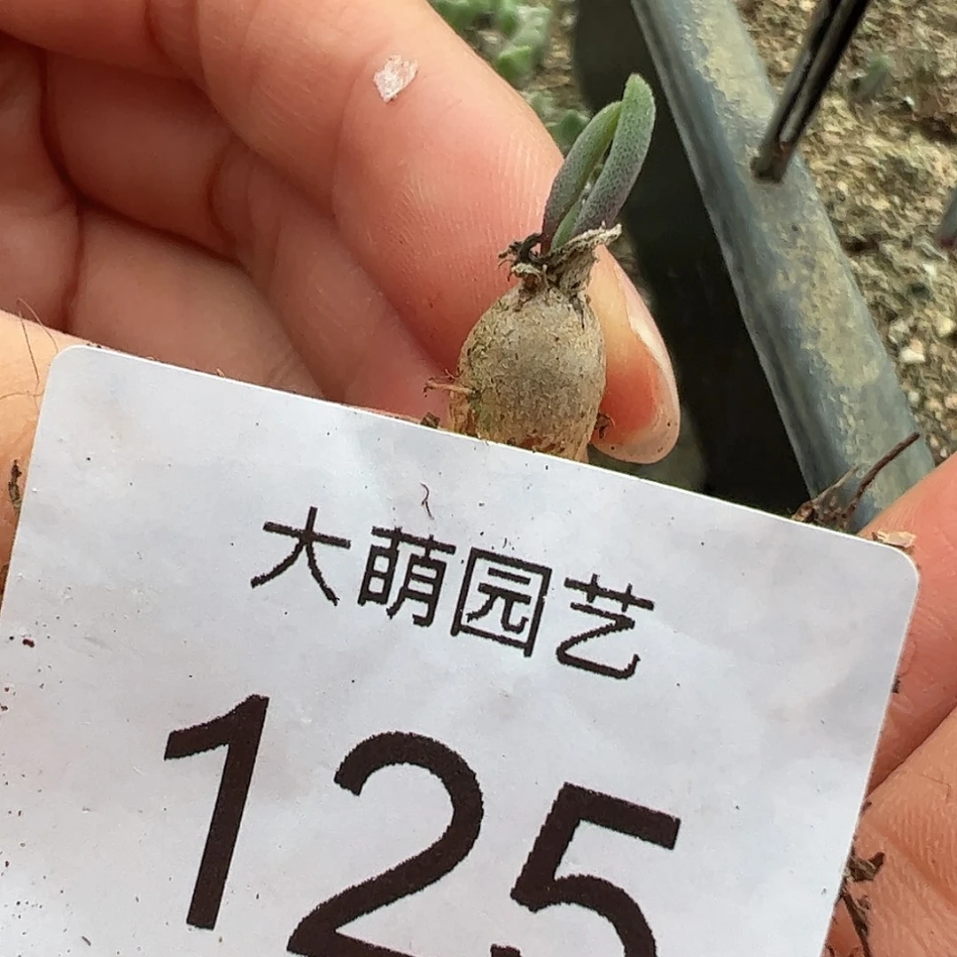量拍淡青霜1颗。  125