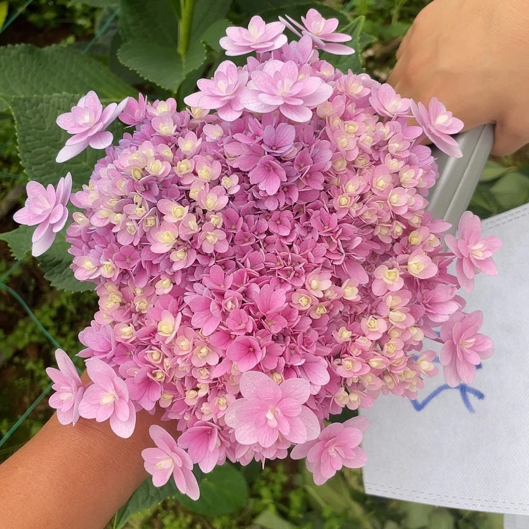绣球切花一物一拍3枝起包邮，115