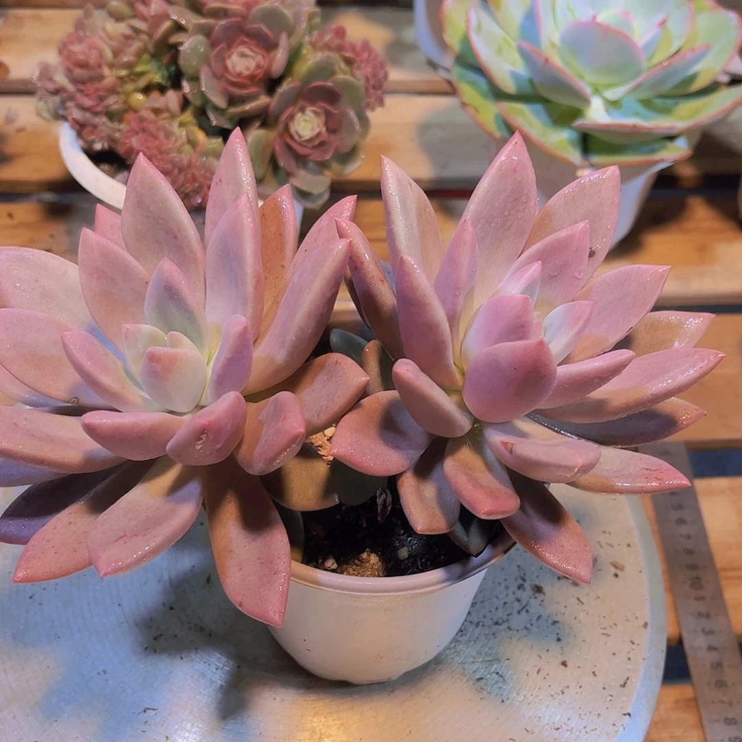 亿米多肉 双头桃花源