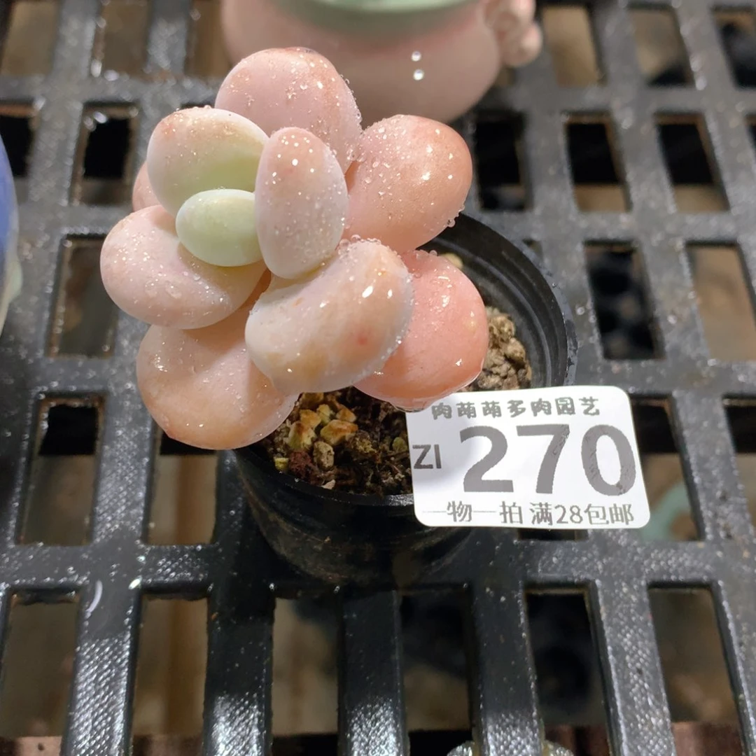 肉萌萌拇指盆精控多肉ZI270