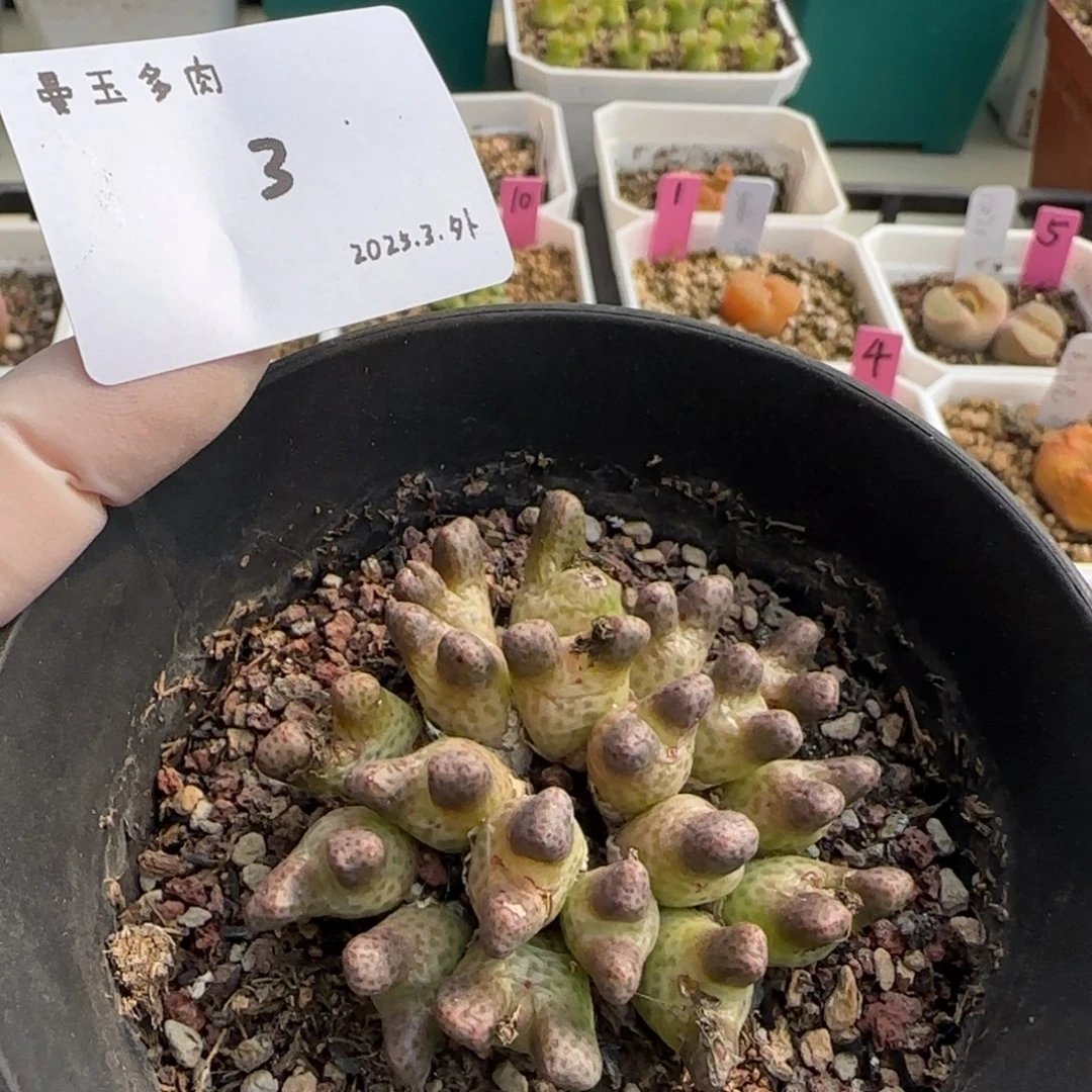 呦**ζ多肉多肉多肉3月003