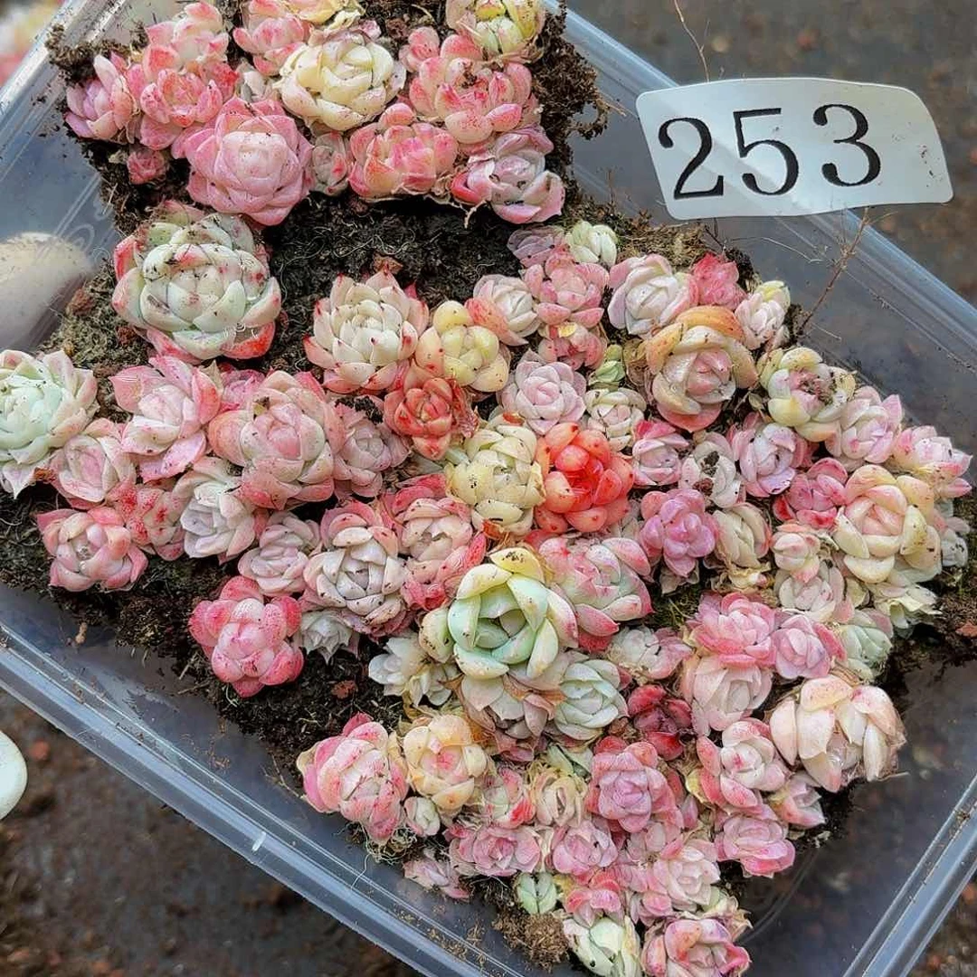 多肉植物多肉植物253