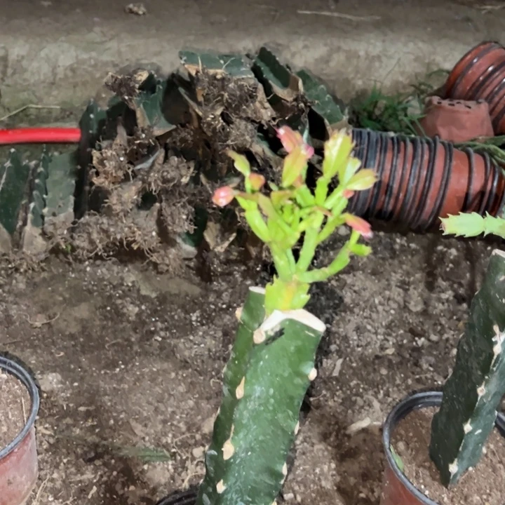 江***湖当前无花栽培后可以开花083  379