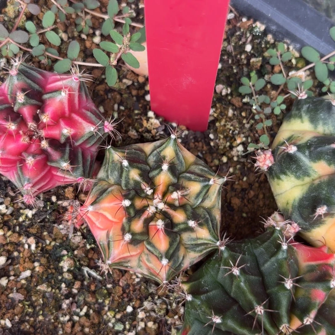 L667-1204泰国发货